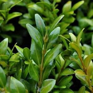 Buxus sempervirens 20-30 cm